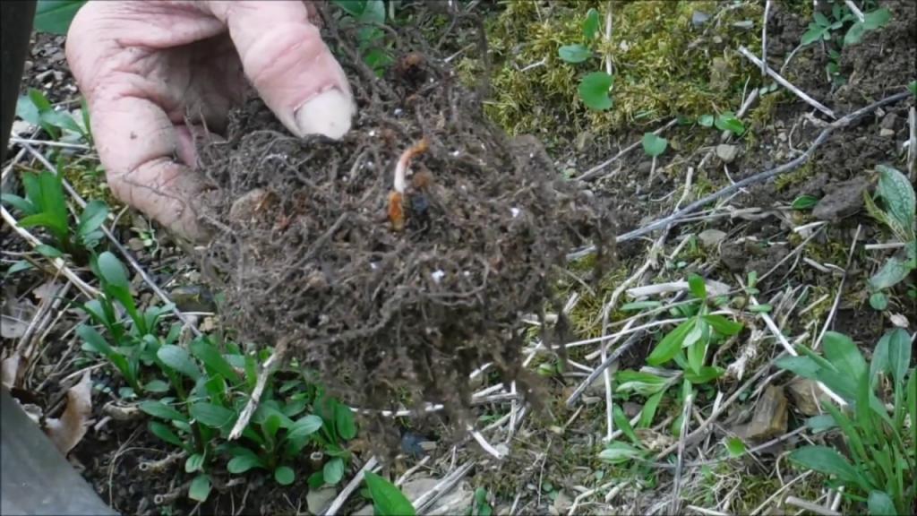 How To Plant Astilbe Flower Roots, Astilbe Flowers - YouTube