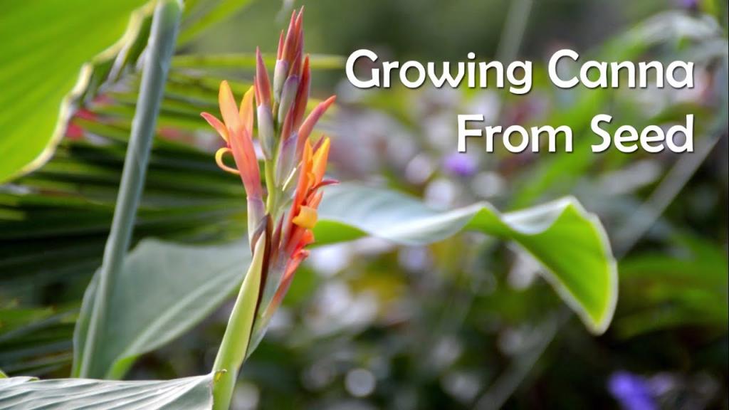 Growing Canna From Seed & Collecting Seed - YouTube