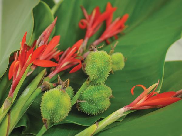 Photo of the seed pods or heads of Canna Lily (Canna indica) posted by Joy - Garden.org