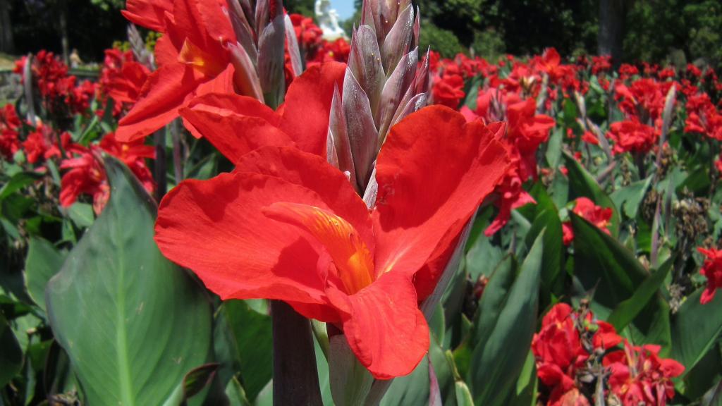 How To Grow And Care For A Canna Lily - Bunnings Australia