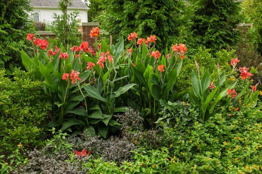 A Guide to Growing Colorful Cannas (Canna lilies) | Garden Design