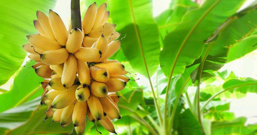 How to Overwinter Banana Plants | Gardener's Path