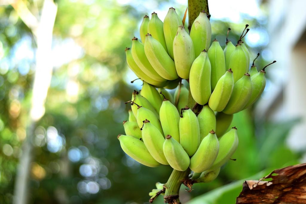 Banana Plants: How to Grow Bananas | Better Homes and Gardens