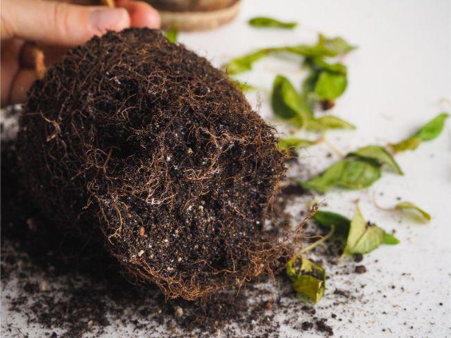 How To Identify, Fix And Prevent Root Rot - Smart Garden Guide