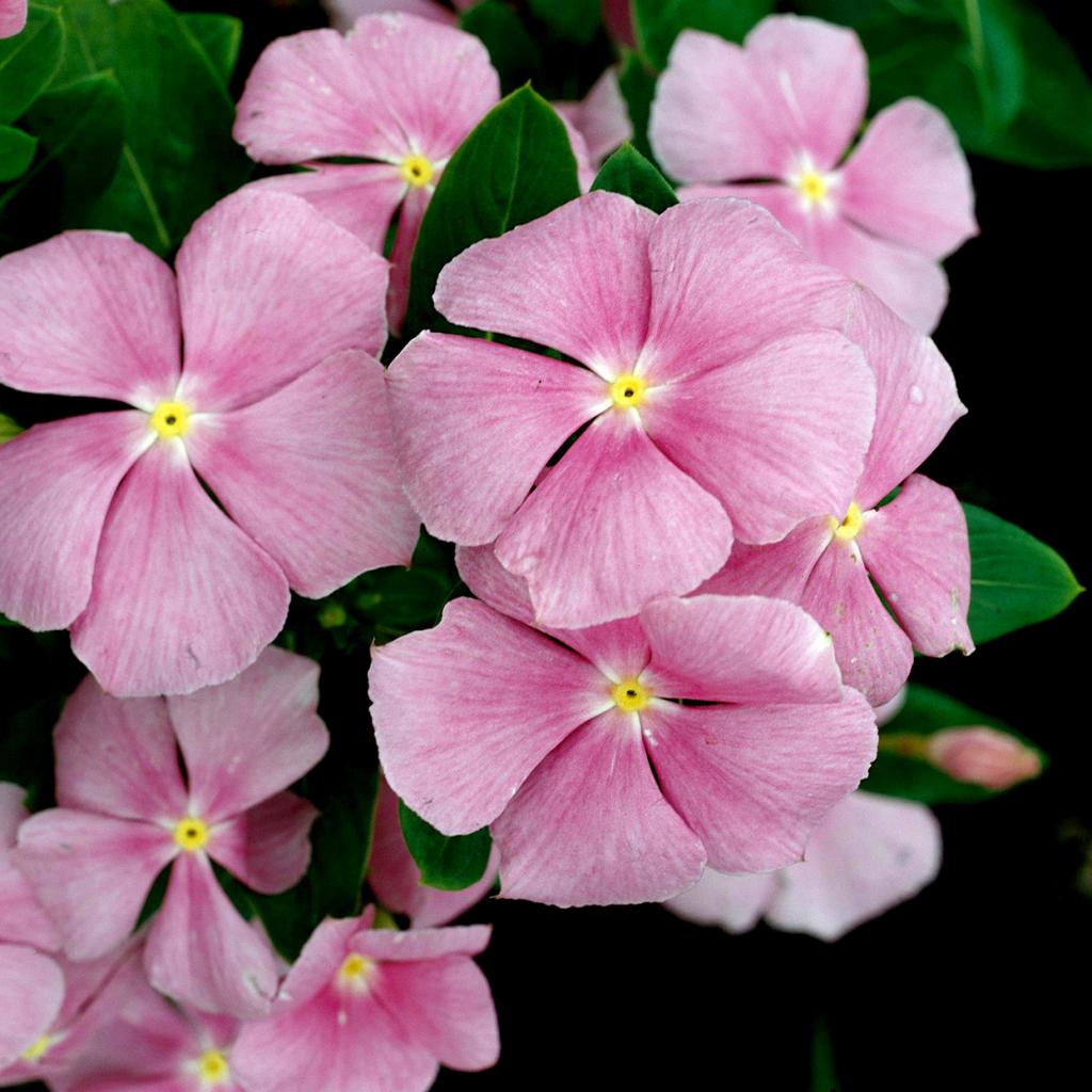Annual Vinca Care: How to Grow and Must-Knows | Better Homes & Gardens