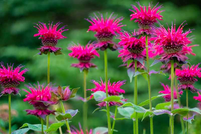 How to Plant and Grow Bee Balm | Gardener's Path
