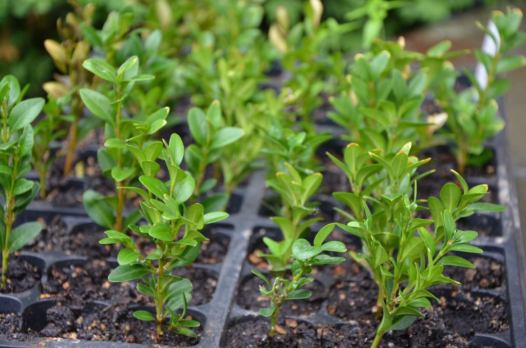 Farm Beginnings: Boxwood; Loving What the Deer Don't | The Real Time Farms Blog