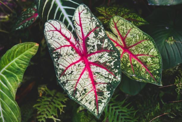 The Complete Guide to Propagating Caladium – The Garden Bug Detroit