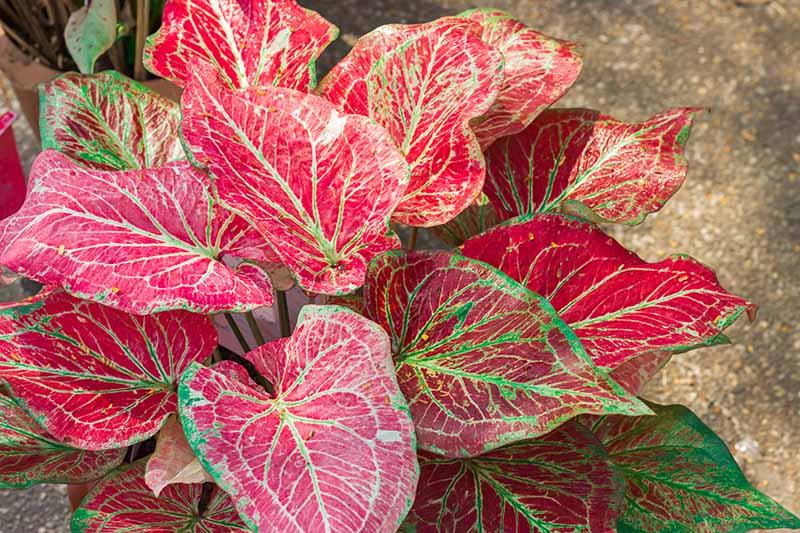 Caladium Growing Guides, Tips, and Information | Gardener's Path