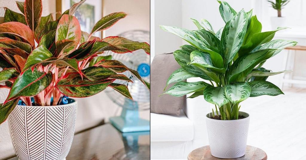 Chinese Evergreen Care Indoors | Growing Aglaonema Houseplant