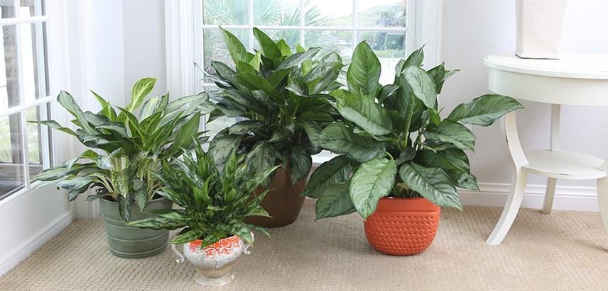 Chinese Evergreen | Costa Farms
