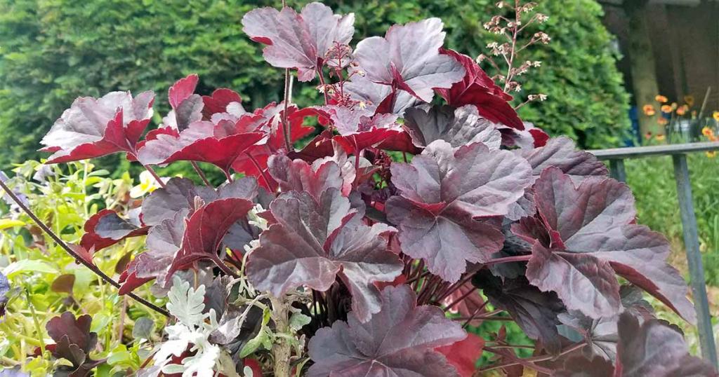 How to Grow and Care for Coral Bells (Heuchera) | Gardener's Path