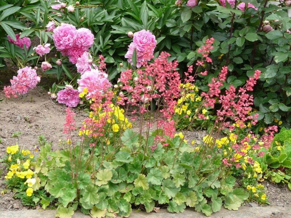 How to Grow Coral Bells (Heuchera), a Native Plant for Shade - Dengarden
