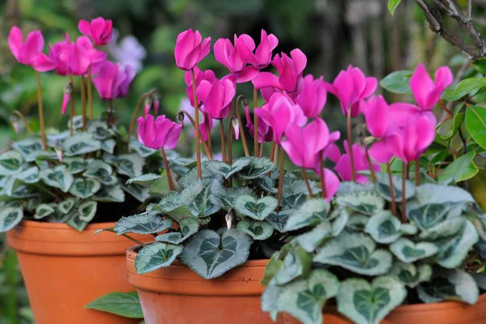 Cyclamen Care: Plant, Grow and Care For Cyclamen - BBC Gardeners World Magazine