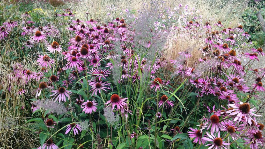 How to grow echinacea: top tips on planting and caring for coneflowers | GardeningEtc