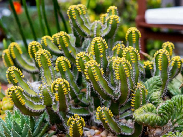 How to Propagate Euphorbia - World of Succulents