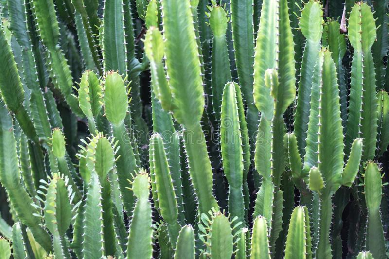 Euphorbia Ingens Cactus Trees Stock Image - Image of botanic, branch: 153533597