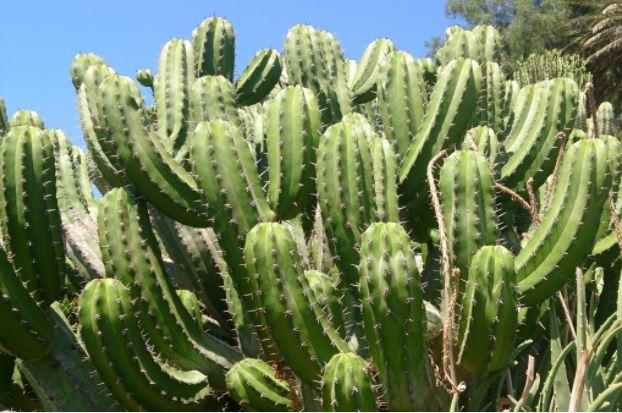 What is the Difference Between Cactus and Euphorbia - Pediaa.Com