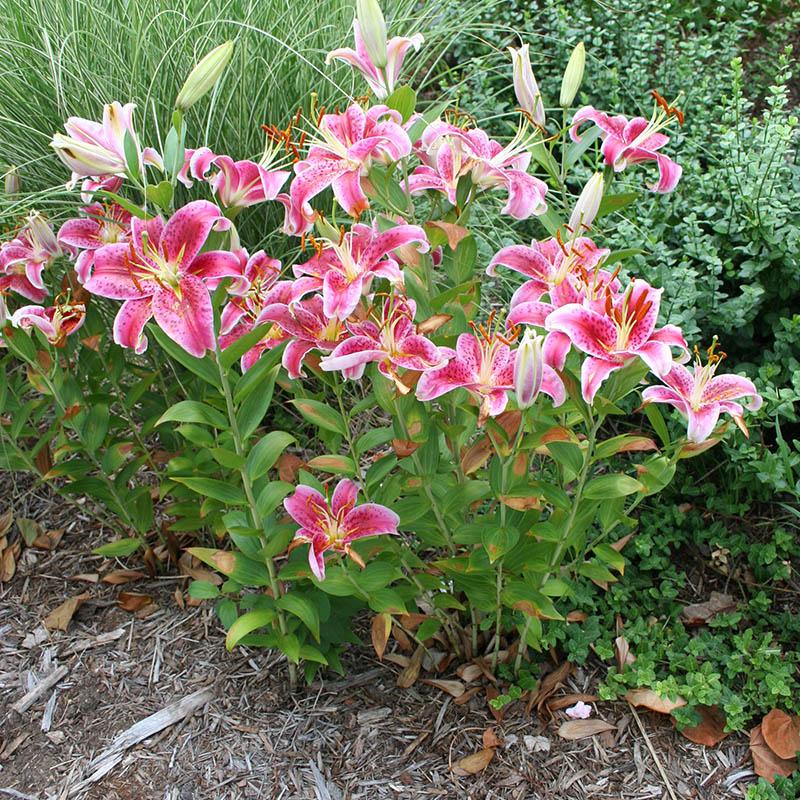 The Beginner's Guide to Gardening with Lilies | How to Grow Lilies