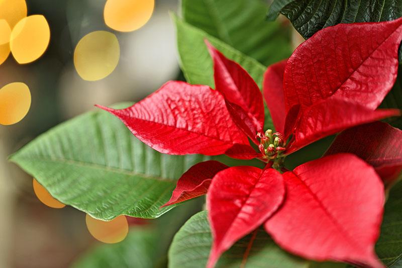How to Propagate Poinsettia Plants from Cuttings | Gardener's Path