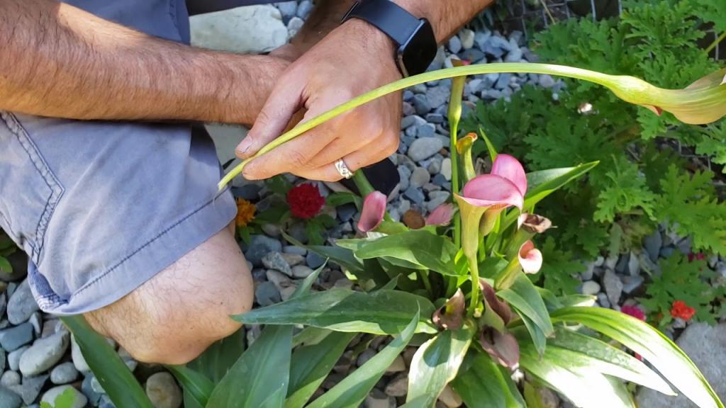 How To Prune Back Calla Lilies! - YouTube