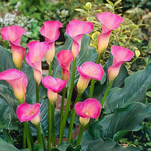 Robot Check | Pink calla lilies, Bulb flowers, Zantedeschia