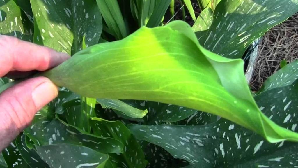 CALLA LILY PROPAGATION FROM SEED 6-28-12 - YouTube