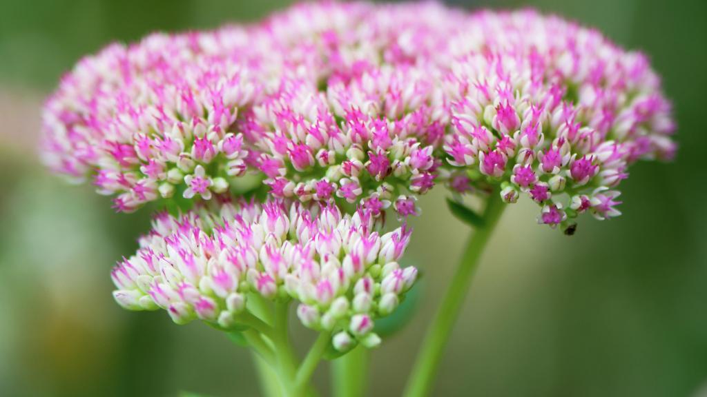 How To Prune Sedum? A Few Tips to Remember