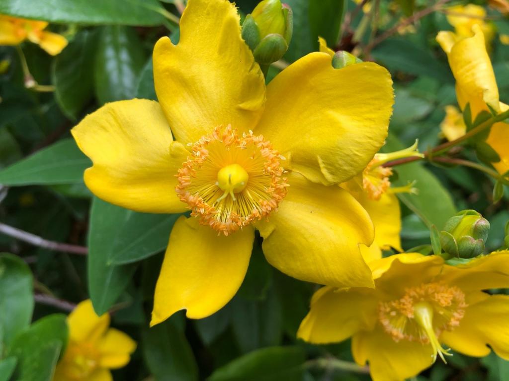 Goldencup St. John's wort (Hypericum patulum) Care Guide - Picturethis