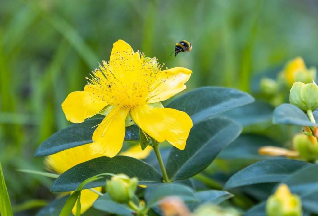 Growing St. John's Wort in Containers (Easy Tips and Guide) – Bountiful Gardener
