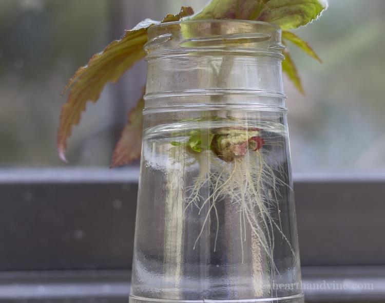 How To Easily Root Plants In Water With Simple Cuttings