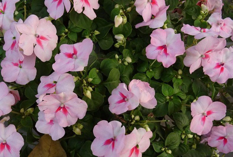 How To Save Impatiens Seeds - Krostrade