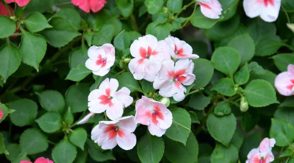 How to Plant, Grow, and Care For Impatiens