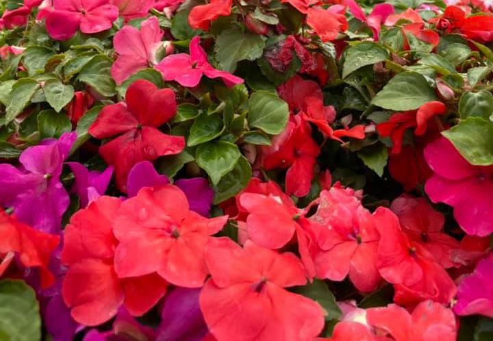 Learn How to Grow Impatiens From Seeds – Amaze Vege Garden