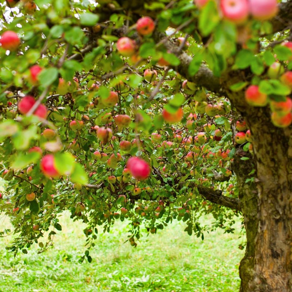 Planning Your Backyard Orchard - Beginner's Guide (2022) | Montana Happy