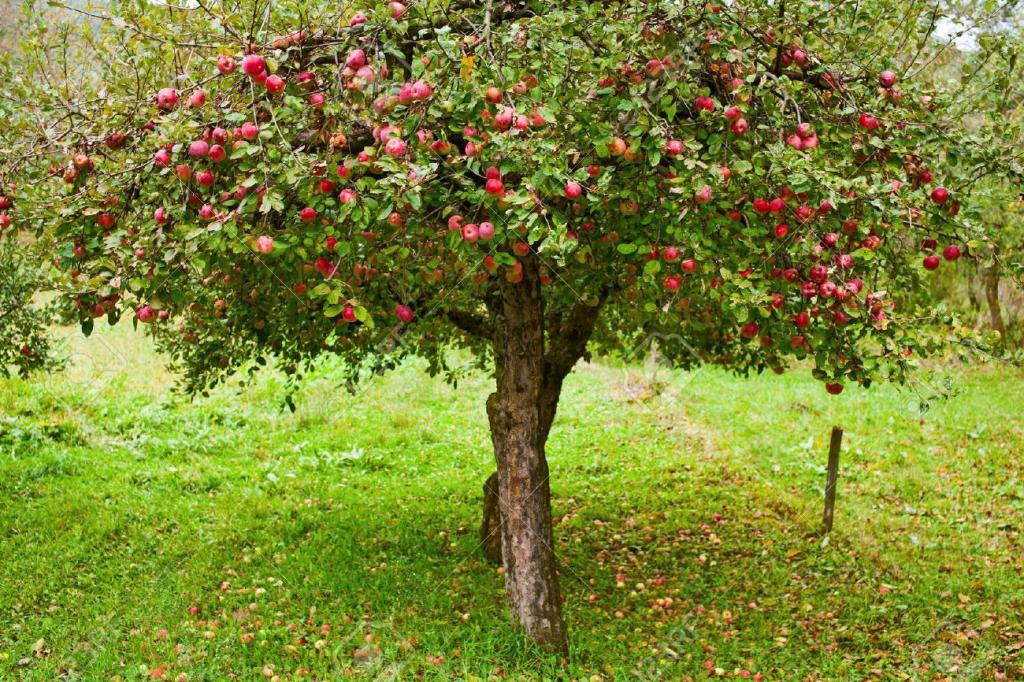 Apple Trees In An Orchard, With Red Apples Ready For Harvest Stock Photo, Picture And Royalty Free Image. Image 7999347.