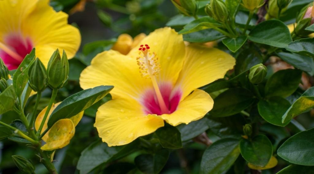 Is The Hibiscus a Shrub, Tree, or Other Type of Plant?