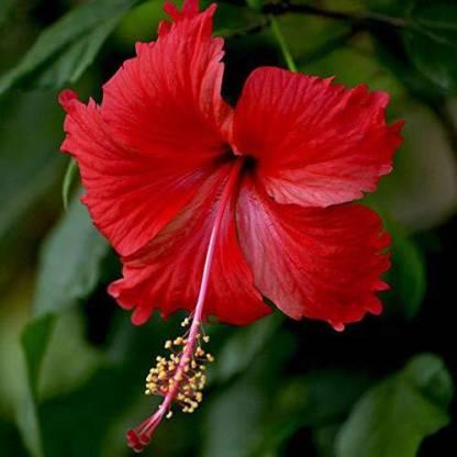 Trothic Gardens Gudhal Live Plant, Hibiscus flower, Hibiscus rosa-sinensis Flower Live Plant (1 Healthy Plant) Seed Price in India - Buy Trothic Gardens Gudhal Live Plant, Hibiscus flower, Hibiscus rosa-sinensis Flower Live