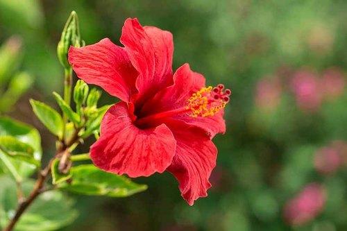 Hibiscus Flower at Rs 26/piece | Bengaluru| ID: 23505852330
