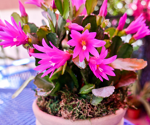 What You Need to Know About Growing an Easter Cactus (Spring Cactus) : 4 Steps - Instructables