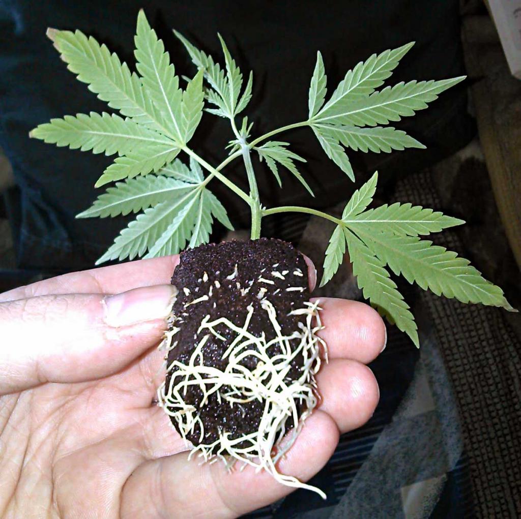 Picture Guide to Cloning Marijuana | Grow Weed Easy