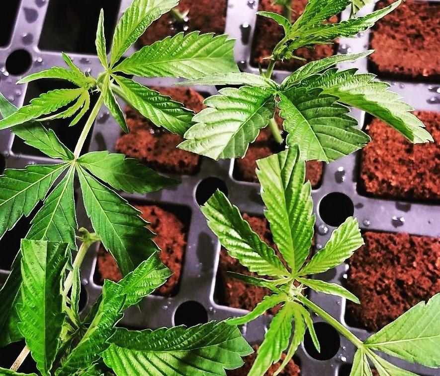 Beginning Cultivator's Guide to Cloning Cannabis | by Cat Winske | Beaches and Weed | Medium