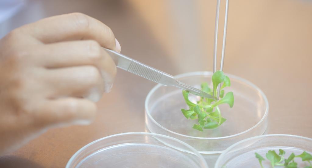 Aseptic Techniques for Tissue Culture Experimentation - Plant Cell  Technology | Your partner in plant tissue culture