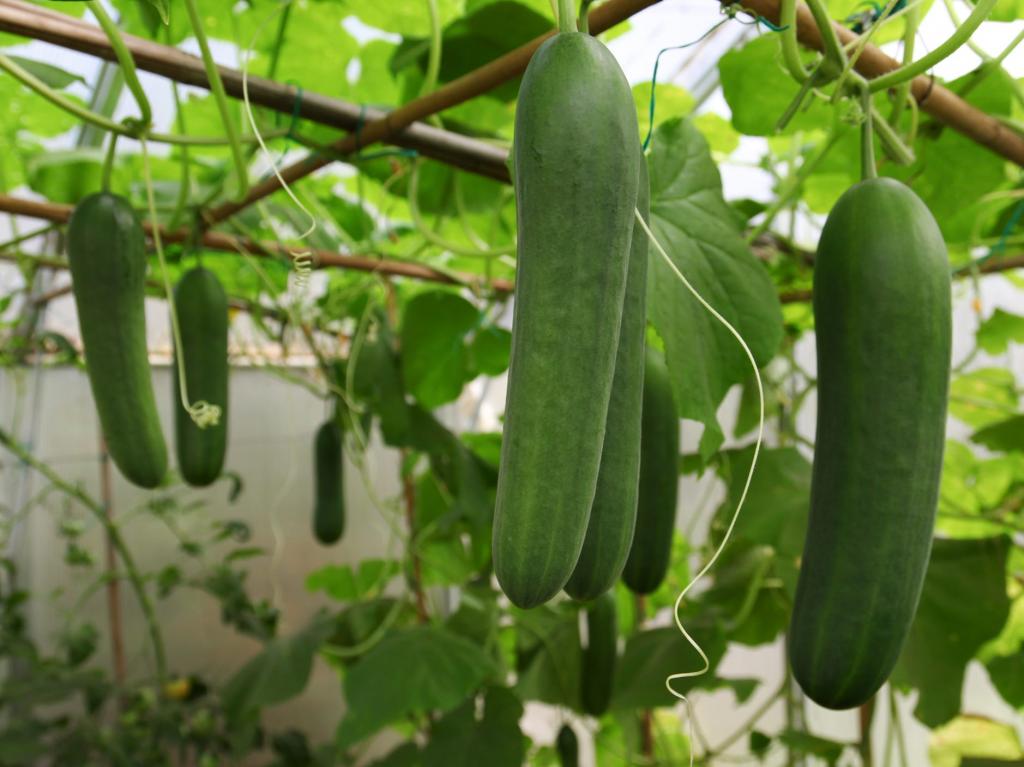 How to Grow Cucumbers - Growing Cucumbers