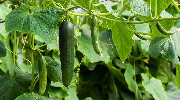 Growing Cucumbers in Pots with These Easy Tips - Gardening Channel