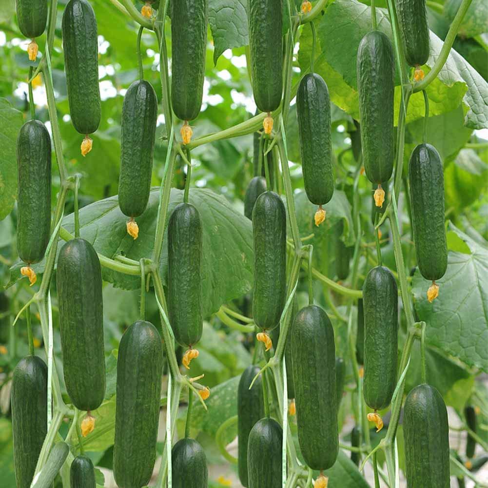 Sweet Gherkin Cucumber Seeds 30+ Cucumis Sativus Fruit Vegetables Fresh Vine Seeds for Home Garden Outdoor Yard Farm Planting: Buy Online in UAE at desertcart