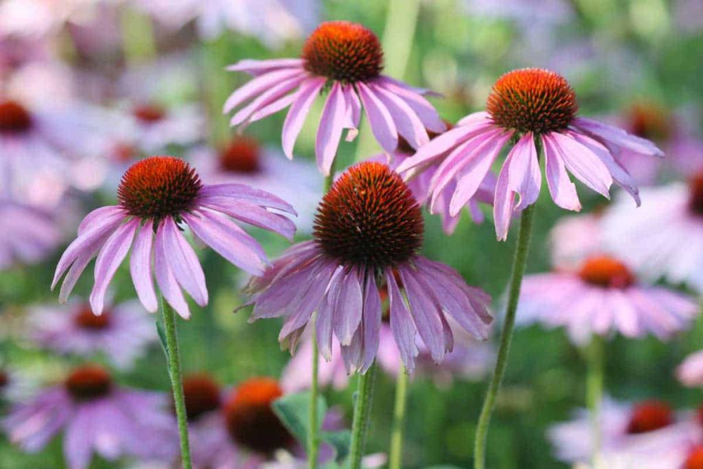 When To Transplant Coneflowers - And How To - Garden Tabs