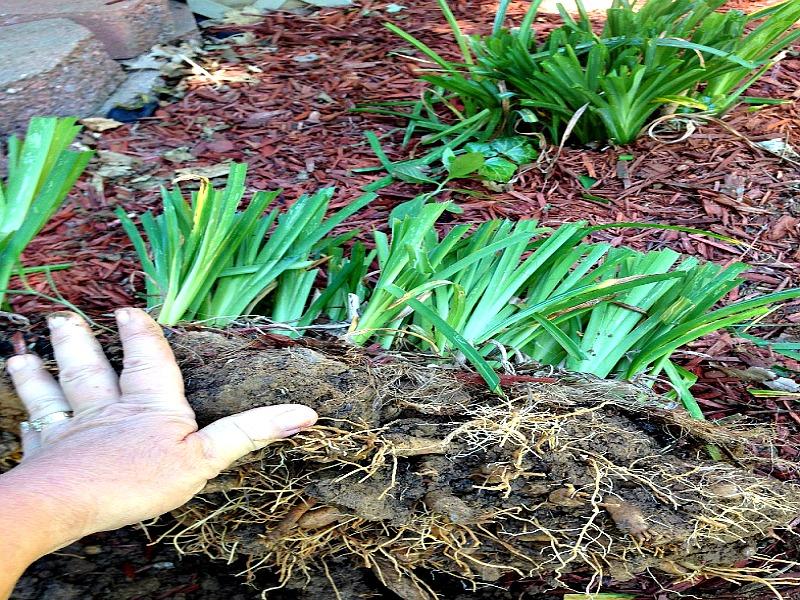 How to Transplant Daylilies - Mike's Backyard Nursery