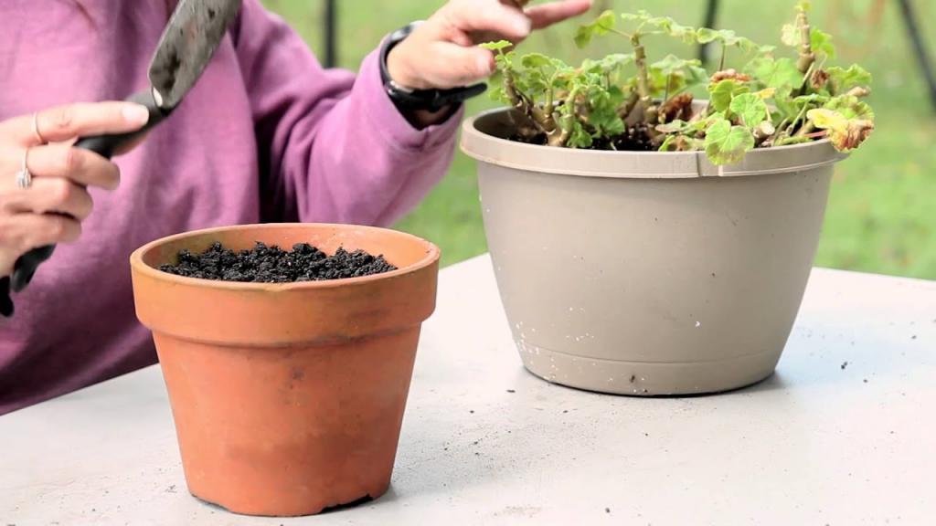How to Transplant Geranium Seedlings to a Larger Pot : Geranium Gardening - YouTube