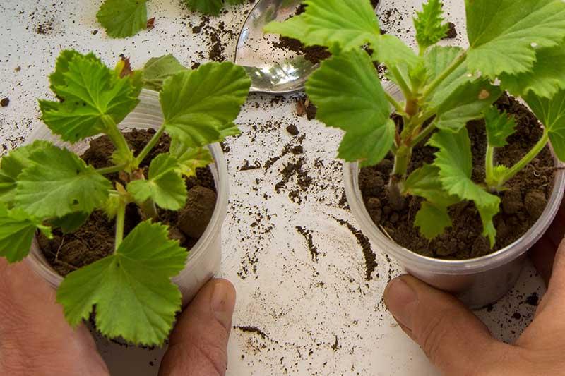 How to Propagate Geraniums from Stem Cuttings | Gardener's Path
